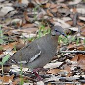 White-winged Dove, Goose Island State Park, Texas